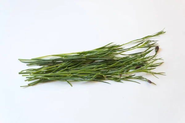 Blooming Stalks Pipicha Porophyllum Linaria Mexican Chepiche Herb Food Ingredient — Stock Photo, Image