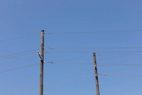 2本の背の高い木製の電柱線 ひずみ絶縁体 鮮やかな青空 水平方向の側面に対して — ストック写真