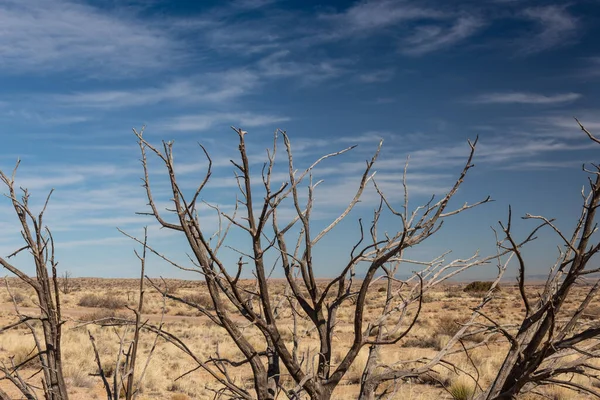 Bare Κλαδιά Δέντρων Πριν Από Μια Ξηρή Πεδιάδα Έρημο Του — Φωτογραφία Αρχείου