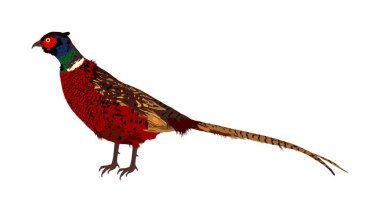 Pheasant vector illustration isolated on white background. Ring necked pheasant male. Phasianus colchicus. Beautiful wild bird portrait. 