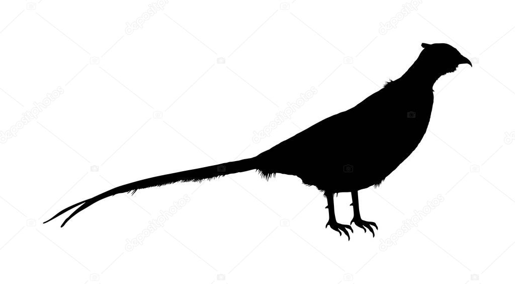 Pheasant vector silhouette illustration isolated on white background. Ring necked pheasant male symbol. Phasianus colchicus. Beautiful wild bird portrait. 