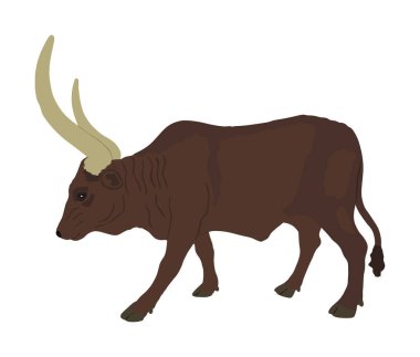 Beyaz arka planda izole edilmiş Ankole Watusi inek vektör çizimi. Bos Taurus. Uzun boynuzlu inek. Afrika boğası.