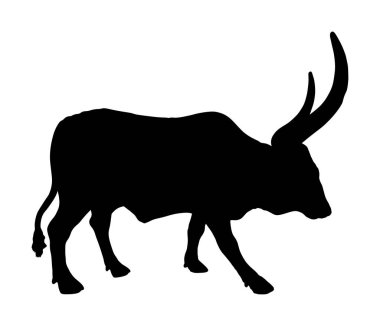 Beyaz arka planda izole edilmiş Ankole Watusi inek vektör silueti çizimi. Bos Taurus. Uzun boynuzlu inek. Afrika boğası.