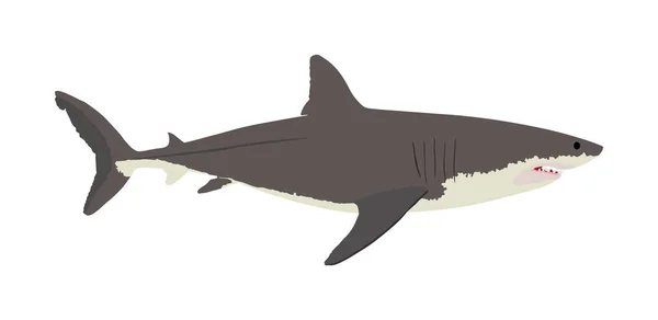 Velký Bílý Vektor Žraloka Ilustrace Izolované Bílém Pozadí Mořský Dravec — Stockový vektor