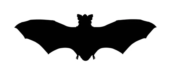 Bat Vector Silhouette Illustration Isolated White Background Open Wings Beast — 스톡 벡터