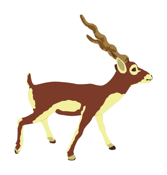 Blackbuck Antilop Vektör Çizimi Beyaz Arka Planda Izole Edildi Hindistan — Stok Vektör