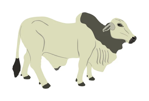 Brahman Tjur Vektor Illustration Isolerad Vit Bakgrund Vit Brahman Zebu — Stock vektor