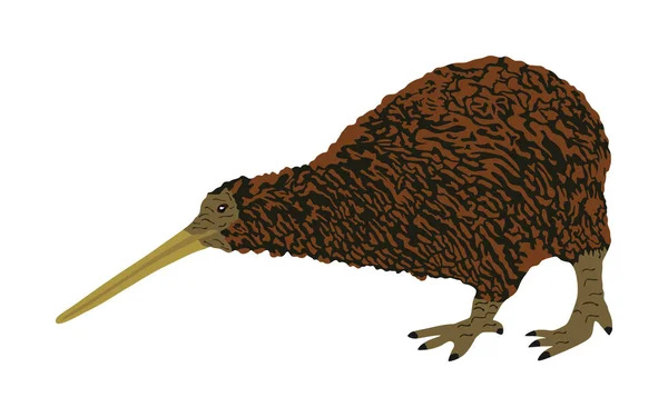 Brown Kiwi Pták Vektor Izolovaný Bílém Pozadí Apteryx Krbová Římsa — Stockový vektor