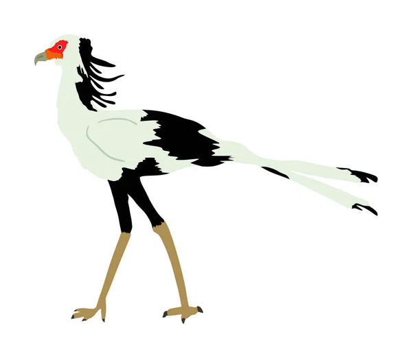 Secrétaire Oiseau Vecteur Illustration Isolé Sur Fond Blanc Sagittaire Serpentaire — Image vectorielle