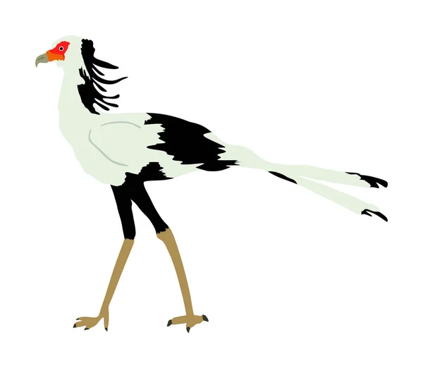 Secretary Bird Vector Illustration Isolated White Background Sagittarius Serpentarius Big — Stock Vector