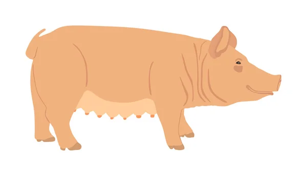 白を基調とした豚ベクトルイラスト 豚肉だ肉屋の壁紙やポスター 農場の動物のシンボル豚 家畜だワインの肖像画 シンボルを縫います 有機食品 — ストックベクタ