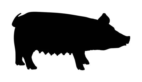 Sílhueta Vetorial Porco Isolada Fundo Branco Carne Porco Carniceiro Papel — Vetor de Stock