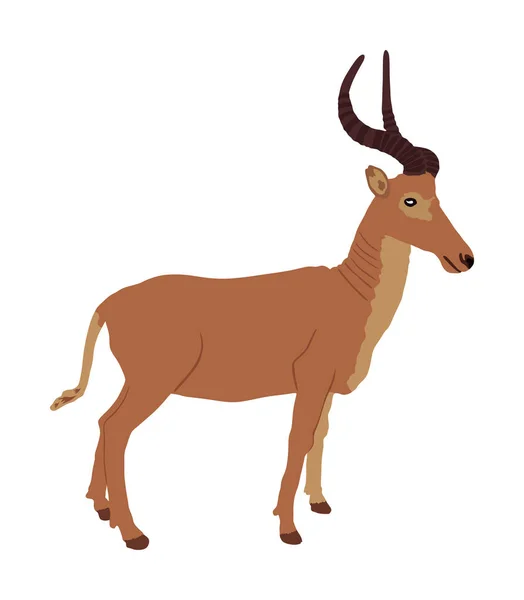 Impala Vektorové Ilustrace Izolované Bílém Pozadí Africký Antilopí Portrét Safari — Stockový vektor