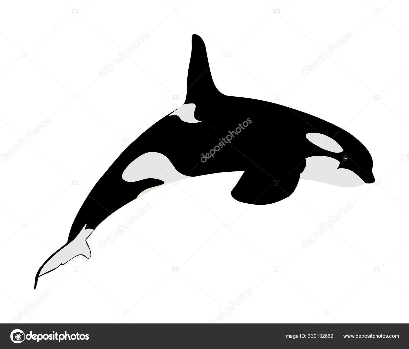 Killer Whale Jumping Out Water Vector Illustration Isolated White  Background Stock Vector by ©Dovla982 330132662, image size:1600x1366