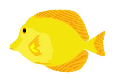 Sarı tang vektör çizimi beyaz arkaplanda izole edildi. Mercan resifi balığı. Zebrasoma akvaryum balığı.
