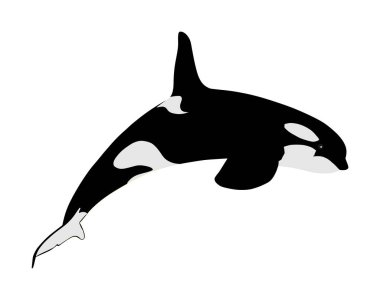 Katil balina beyaz arka planda izole edilmiş bir şekilde su vektör çiziminden atlıyor. (Orcinus Orca) Su altı yaşamı. Yüzme havuzunda Orka. 