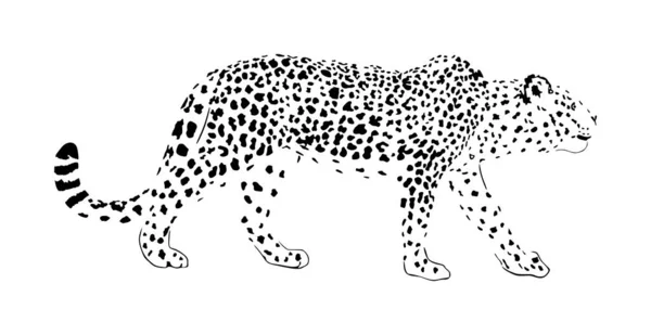 Ilustración Vectorial Leopardo Aislada Sobre Fondo Blanco Gato Salvaje Caza — Archivo Imágenes Vectoriales