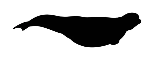 Illustration Silhouette Vectorielle Béluga Isolée Sur Fond Blanc Symbole Baleine — Image vectorielle