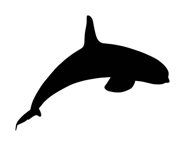 キラークジラは白い背景に隔離されたウォーターベクトルシルエットのイラストからジャンプします Orcinus Orca 水中生活水泳プールのオルカ — ストックベクタ