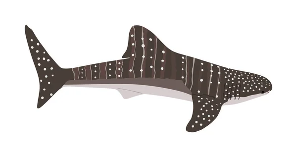 Velrybí Žraločí Vektor Izolovaný Bílém Pozadí Největší Ryba Velmi Podrobná — Stockový vektor