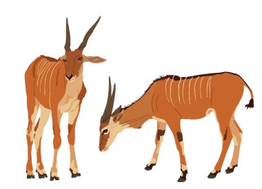 Bir çift vahşi dişi antilop, ya da Güney Afrika antilobu, ya da Taurotragus antilobu (Taurotragus oryx) doğal ortamında içerler ve yırtıcı aslanlara karşı nöbet tutarlar. Afrika 'dan hayvanat bahçesi eğlencesi.