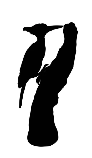 Illustration Silhouette Vectorielle Pic Isolé Sur Fond Blanc Symbole Oiseau — Image vectorielle