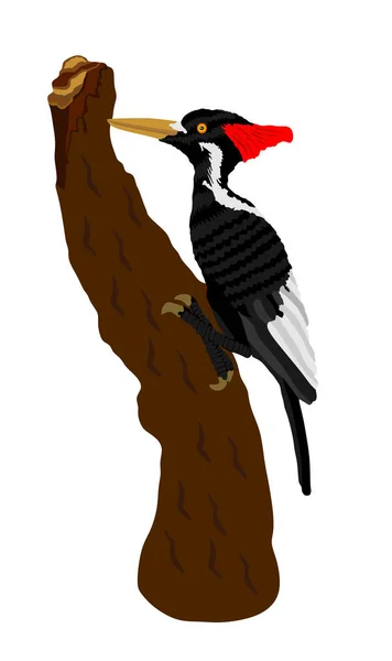 Векторная Иллюстрация Дятла Изолирована Белом Фоне Лесная Птица Дятел Ветке — стоковый вектор