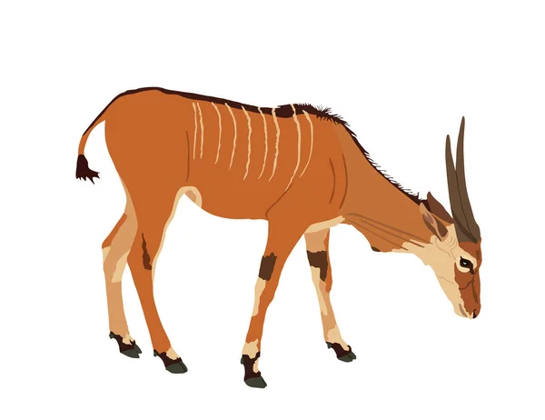 Divoké Ženské Antilopy Common Eland Nebo Jižní Země Nebo Eland — Stockový vektor