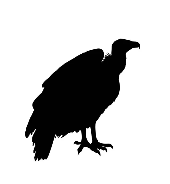 Vulture Silhouette Vettoriale Illustrazione Isolata Sfondo Bianco Simbolo Dell Uccello — Vettoriale Stock