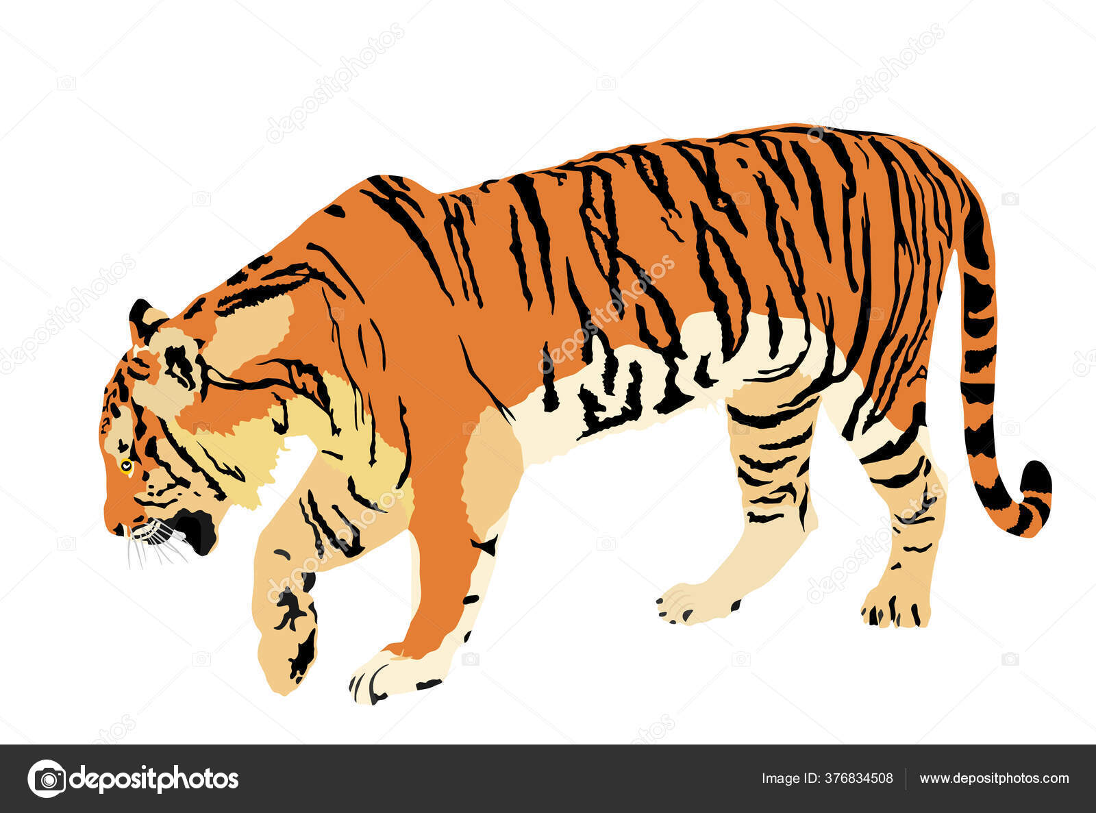Le chat sauvage, un gros chat tigré