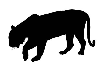 Beyaz arka planda izole edilmiş kaplan vektör silueti. Büyük vahşi kedi. Sibirya kaplanı (Amur kaplanı - Panthera tigris altaica) veya Bengal kaplanı. Dövme işareti.
