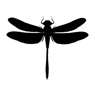 Dragonfly vektör silüeti beyaz arka planda izole edilmiş. Böcek hayvan sembolü. 