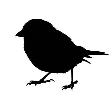 Beyaz arkaplanda izole edilmiş Sparrow vektör silüeti. Küçük şehir kuş portresi sembolü.