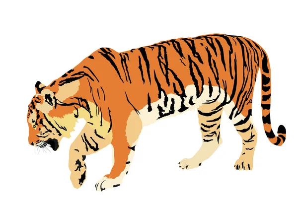 白を背景にしたタイガーベクトルイラスト 大きな野生の猫 シベリアトラ Amur Tigris Altaica またはベンガルトラ タトゥーサインだ 動物園の魅力 — ストックベクタ