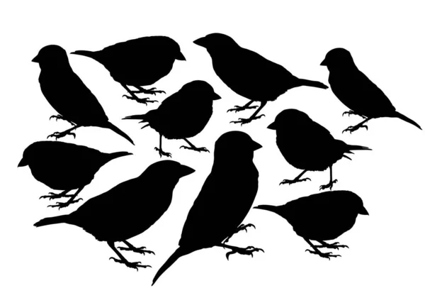 Grande Collezione Sparrow Bird Vector Silhouette Illustrazione Isolata Sfondo Bianco — Vettoriale Stock