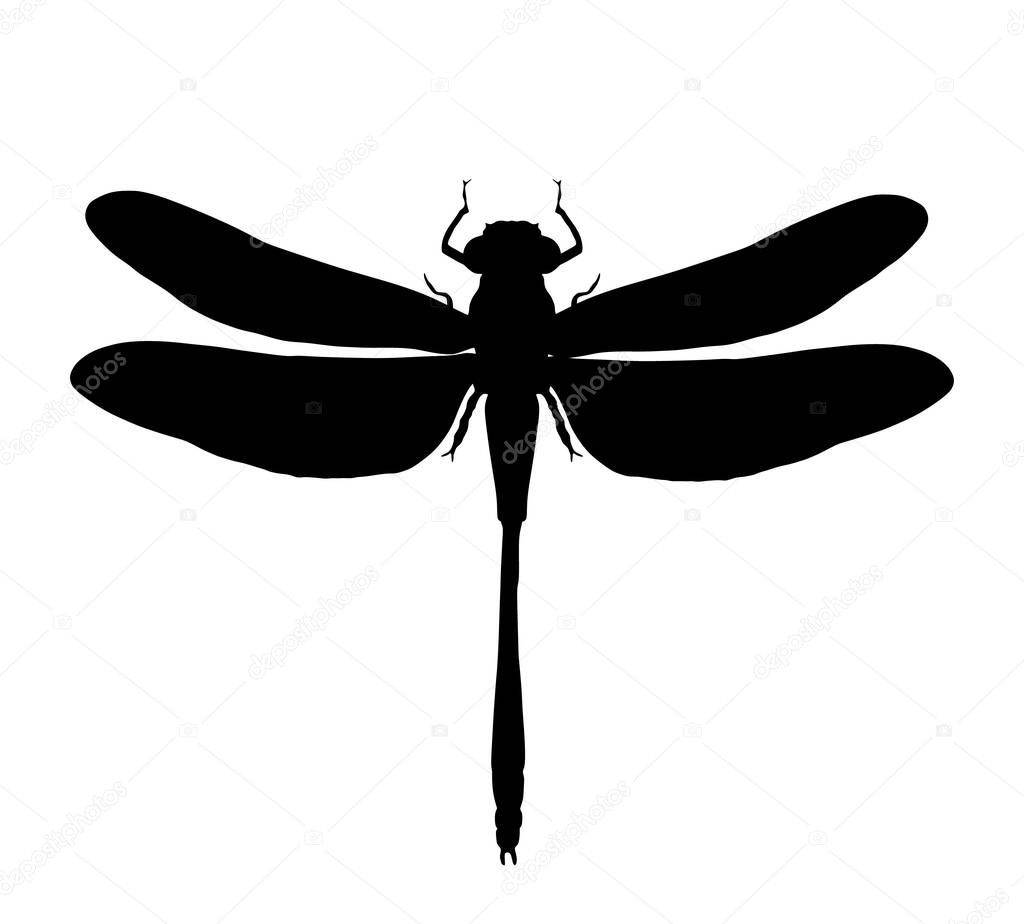 Dragonfly vector silhouette illustration isolated on white background. Insect animal symbol. 