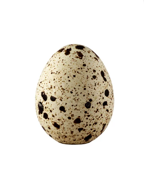 Beyaz arka planda bir bıldırcın yumurtası.