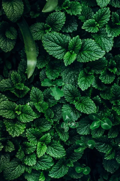 Mátově zelené rostliny — Stock fotografie