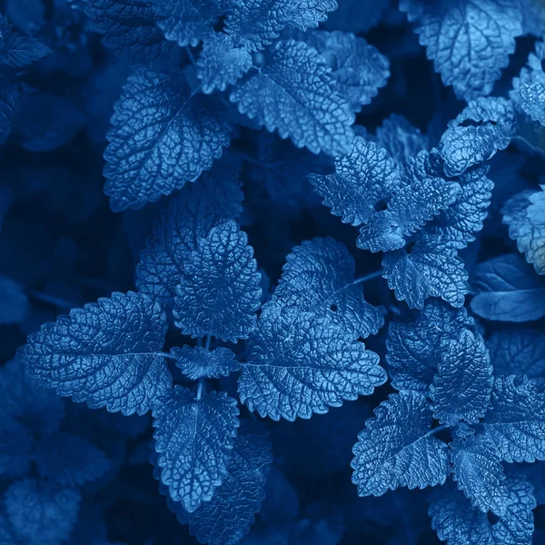 Blauer Hintergrund. Grünes Laub, Naturhintergrund. Minze wächst im Hintergrund. Farbe des Jahres 2020 — Stockfoto