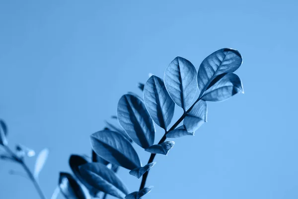 Zimmerpflanze und Blumenschatten im Wohnzimmer. Farbe des Jahres 2020 — Stockfoto