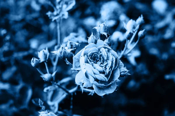 Dark Blue Background Rose Flowers Blossom Trend Color — Stock Photo, Image