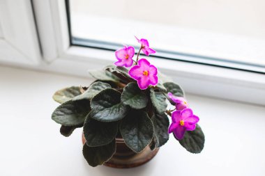 Pencere kenarındaki tencerede güzel bir menekşe. Ev bahçesi konsepti.