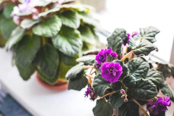 Belle violette dans un pot sur le rebord de la fenêtre. Concept de jardinage à domicile . — Photo