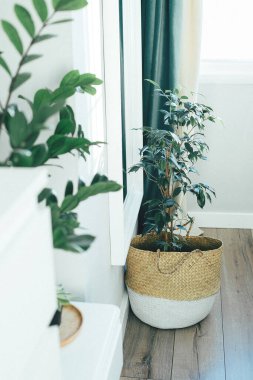 Benjamin İncus bir sepetin içinde yerde yatıyor. Ev bitkisi, kapalı alan çiçekleri, bahçe odası. Ev dekorasyonu konsepti