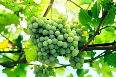 Yeşil üzümler dalda. Yaz ve sonbahar hasadı