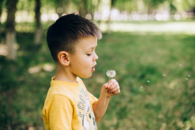 5-6 yaşlarında şirin bir beyaz çocuk parkta karahindiba üflüyor. Yaz Tatili Hafta Sonu Çocuklar Boş Zaman Konsepti