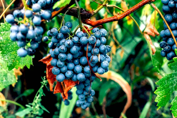 Lila Trauben Zweig Sommer Und Herbsternte Gartenarbeit Obstbau Beeren Garten — Stockfoto