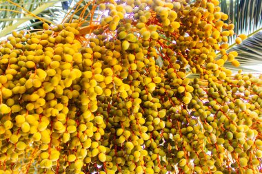 hurma ağacı