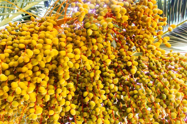 hurma ağacı