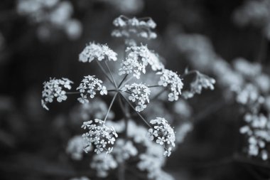Conium maculatum, güzel bokeh arka plan